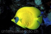 Masken Falterfisch (Chaetodon semilarvatus), (Rotes Meer, Ägypten) - Masked Butterflyfish (Red Sea, Aegypt)