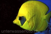 Masken Falterfisch (Chaetodon semilarvatus), (Rotes Meer, Ägypten) - Masked Butterflyfish (Red Sea, Aegypt)