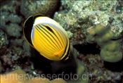 Polypenfalterfisch (Chaetodon austriacus), (Rotes Meer, Ägypten) - Polyp Butterflyfish (Red Sea, Aegypt)