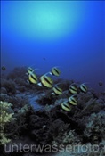 Rotmeerwimpelfische (Heniochus intermedius) im Roten Meer (Ägypten)