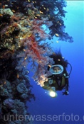 Taucherin mit Weichkoralle im Roten Meer  (Ägypten)