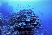 Steinkoralle im Roten Meer (Ägypten)