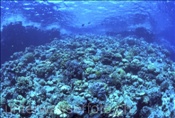 Korallenriff im Roten Meer (Ägypten)