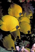 Masken Falterfische (Chaetodon semilarvatus) im Roten Meer (Ägypten)