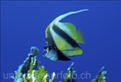 Rotmeerwimpelfisch (Heniochus intermedius) im Roten Meer (Ägypten)