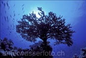 Tischkoralle im Roten Meer (Ägypten)