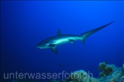 Der Pelagische Fuchshai (Alopias pelagicus) ist eine sehr scheue Haiart (Rotes Meer, Ägypten) - Pelagic Thresher Shark (Red Sea, Aegypt)