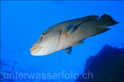 Napoleon Lippfisch (Cheilinus undulatus), (Ägypten, Rotes Meer) - Humphead Wrasse (Aegypt, Red Sea)