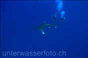 Ozeanischer Weißspitzenhai (Carcharhinus longimanus) mit Tauchern (Rotes Meer, Ägypten) - Oceanic Whitetip Shark (Red Sea, Aegypt)