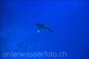 Ozeanischer Weißspitzenhai (Carcharhinus longimanus), (Rotes Meer, Ägypten) - Oceanic Whitetip Shark (Red Sea, Aegypt)