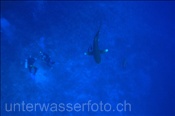 Ozeanischer Weißspitzenhai (Carcharhinus longimanus) mit Tauchern (Rotes Meer, Ägypten) - Oceanic Whitetip Shark (Red Sea, Aegypt)