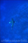Ozeanischer Weißspitzenhai (Carcharhinus longimanus), (Rotes Meer, Ägypten) - Oceanic Whitetip Shark (Red Sea, Aegypt)