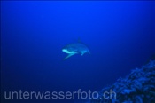 Pelagischer Fuchshai (Alopias pelagicus), (Rotes Meer, Ägypten) - Pelagic Thresher Shark (Red Sea, Aegypt)