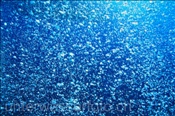 Luftblasen (Rotes Meer, Ägypten) - Bubbles (Red Sea, Aegypt)