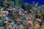 Rotmeer Fahnenbarsche (Pseudanthias taeniatus) bilden einen Schwarm (Ägypten, Rotes Meer) - Red Sea Anthias (Aegypt, Red Sea)