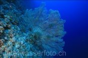 Riesenfächergorgonie (Annella mollis) an Riffabhang (Ägypten, Rotes Meer) - Giant Fan Coral (Aegypt, Red Sea)