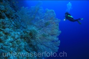 Taucherin mit Riesenfächergorgonie (Annella mollis) am Riffabhang (Ägypten, Rotes Meer) - Subadiver and Giant Fan Coral (Aegypt, Red Sea)