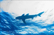 Ozeanischer Weißspitzenhai (Carcharhinus longimanus) schwimmt an der Wasseroberfläche (Rotes Meer, Ägypten) - Oceanic Whitetip Shark (Red Sea, Aegypt)