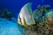 Rundkopf Fledermausfisch (Platax orbicularis), (Rotes Meer, Ägypten) - Circular Batfish (Red Sea, Aegypt)