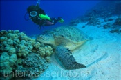 Taucherin mit Grüner Meeresschildkröte (Chelonia mydas), (Ägypten, Rotes Meer) - Scubadiver and Green Sea Turtle (Aegypt, Red Sea)