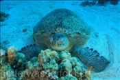 Die Grüne Meeresschildkröte (Chelonia mydas) wird auch als Suppenschildkröte bezeichnet (Ägypten, Rotes Meer) - Green Sea Turtle (Aegypt, Red Sea)