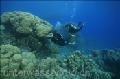 Zwei Taucherinnen durchschwimmen ein Korallengarten im Roten Meer (Ägypten, Rotes Meer), Scubadiver in Coral Garden (Aegypt, Red Sea)