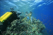 Unterwasserfotograf fotografiert Models im Korallenriff (Ägypten, Rotes Meer), Underwater Photographer take pictures of models (Aegypt, Red Sea)