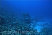 Eine Gruppe Delfine (Grosse Tümmler, Tursiops truncatus) schwimmt entlang eines Korallenriffs (Ägypten, Rotes Meer), Bottlenose dolphins (Aegypt, Red Sea)
