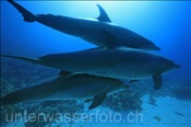 Eine Gruppe Delfine (Grosse Tümmler, Tursiops truncatus) schwimmt entlang eines Korallenriffs (Ägypten, Rotes Meer), Bottlenose dolphins (Aegypt, Red Sea)