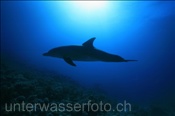 Ein Delfin (Grosser Tümmler, Tursiops truncatus) im Gegenlicht mit Korallenriff im Hintergrund (Ägypten, Rotes Meer), Bottlenose dolphins (Aegypt, Red Sea)