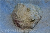 Die Sturmhaube (Cassis cornuta) ist vielfach auf Sandbänken anzutreffen (Ägypten, Rotes Meer) - Helmet Shell (Aegypt, Red Sea)