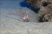 Jungtier eines Gewöhnlichen Rotfeuerfischs (Pterois volitans),  (Ägypten, Rotes Meer) - Juvenile Common Lionfish  (Aegypt, Red Sea)