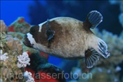 Der Masken Kugelfisch (Ägypten, Rotes Meer) lebt endemisch im Roten Meer - Masked Puffer (Aegypt, Red Sea)