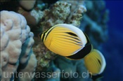 Der Polypen Falterfisch (Ägypten, Rotes Meer) frisst gerne Korallenpolypen - Polyp Butterflyfisch / Blacktail Butterflyfisch (Aegypt, Red Sea)