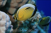 Der Polypen Falterfisch (Ägypten, Rotes Meer) frisst gerne Korallenpolypen - Polyp Butterflyfisch / Blacktail Butterflyfisch (Aegypt, Red Sea)