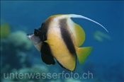 Der Rotmeer Wimpelfisch (Ägypten, Rotes Meer) frisst gerne Zooplankton - Red Sea Bannerfish (Aegypt, Red Sea)