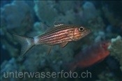 Der Tiger Kardinalbarsch (Cheilodipterus macrodon) ist einer der grössten Kardinalbarsche (Ägypten, Rotes Meer) - Tiger Cardinalfish / Large Toothed Cardinalfish (Aegypt, Red Sea)