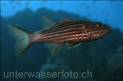 Der Tiger Kardinalbarsch (Cheilodipterus macrodon) ist einer der grössten Kardinalbarsche (Ägypten, Rotes Meer) - Tiger Cardinalfish / Large Toothed Cardinalfish (Aegypt, Red Sea)