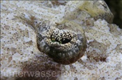 Das Auge eines Teppich Krokodilsfisches (Eurycephalus carbunculus), (Ägypten, Rotes Meer) - Carpet Flathead / Tentacled Flathead (Aegypt, Red Sea)
