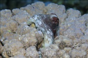 Ein Riffkrake / Roter Krake (Octopus cyanea / Octopus cyaneus) schaut neugierig aus einem Korallenstock hervor (Ägypten, Rotes Meer) - Reef Octopus / Day Octopus / Big Red Octopus (Aegypt, Red Sea)