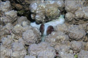 Ein Riffkrake / Roter Krake (Octopus cyanea / Octopus cyaneus) versteckt sich in einem Korallenstock (Ägypten, Rotes Meer) - Reef Octopus / Day Octopus / Big Red Octopus (Aegypt, Red Sea)
