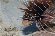 Strahlen Feuerfisch (Pterois radiata), (Ägypten, Rotes Meer) - Clearfin Lionfish / Radiata Lionfish / Radial Firefish (Aegypt, Red Sea)