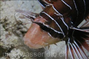 Strahlen Feuerfisch (Pterois radiata), (Ägypten, Rotes Meer) - Clearfin Lionfish / Radiata Lionfish / Radial Firefish (Aegypt, Red Sea)
