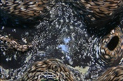 Mantel einer Schuppigen Riesenmuschel (Tridacna squamosa), (Ägypten, Rotes Meer) - Squamosa Clam / Squamose Giant Clam (Aegypt, Red Sea)