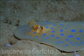Ein Blaupunktrochen (Taeniura lymma) lieg am Meeresboden, (Ägypten, Rotes Meer) - Bluespotted Ribbontail Ray / Bluespotted Stingray (Aegypt, Red Sea
