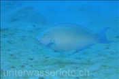 Unbestimmter Papageienfisch (Scarus ?) schwimmt über Sandfläche (Ägypten, Rotes Meer) - Parrotfish (Aegypt, Red Sea)