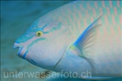 Unbestimmter Papageienfisch (Scarus ?) schwimmt über Sandfläche (Ägypten, Rotes Meer) - Parrotfish (Aegypt, Red Sea)