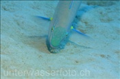 Unbestimmter Papageienfisch (Scarus ?) nimmt Nahrung vom Sandboden auf (Ägypten, Rotes Meer) - Parrotfish (Aegypt, Red Sea)