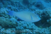 Unbestimmter Papageienfisch (Scarus ?) schwimmt über Korallenriff (Ägypten, Rotes Meer) - Parrotfish (Aegypt, Red Sea)