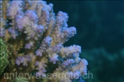 Nahaufnahme einer Blumenkohl Koralle (Pocillopora meandrina), (Ägypten, Rotes Meer) - Cauliflower Coral (Aegypt, Red Sea)